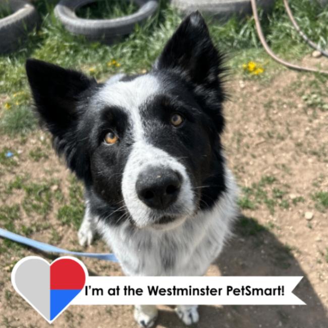 Enlarge Anchor, a Adoptable mixed breed in Westminster, CO image 4/6