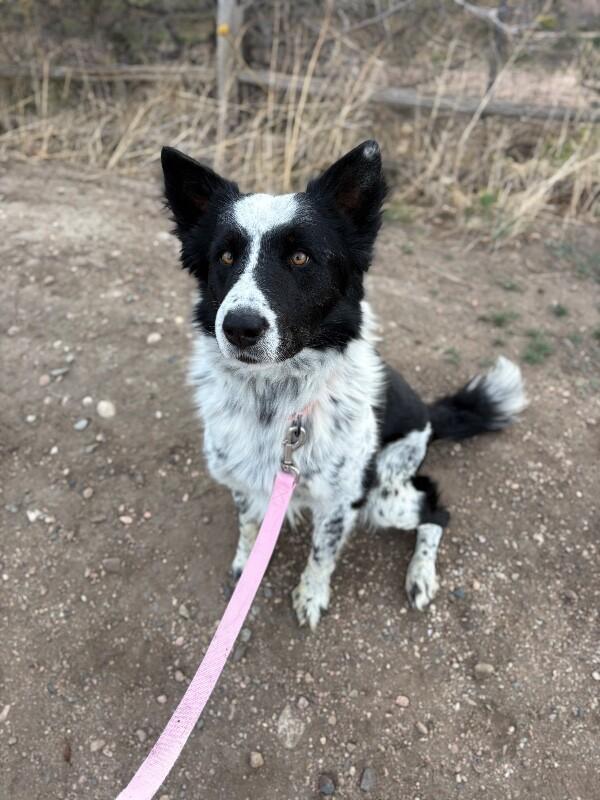 Enlarge Anchor, a Adoptable mixed breed in Westminster, CO image 5/6
