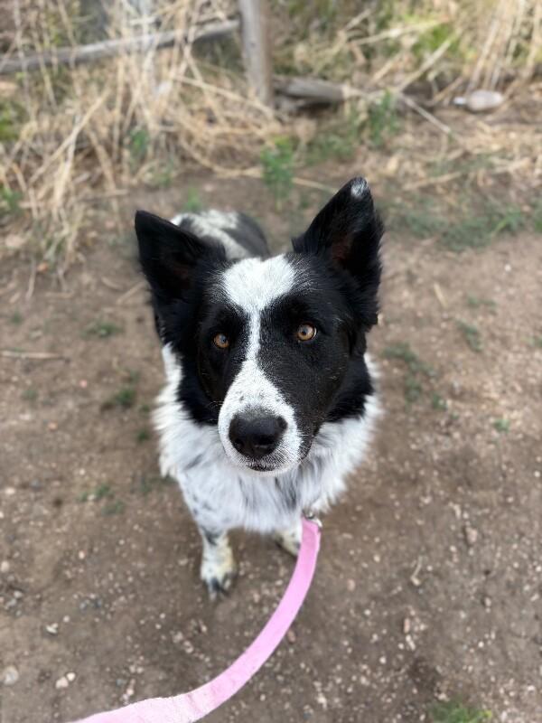 Enlarge Anchor, a Adoptable mixed breed in Westminster, CO image 6/6
