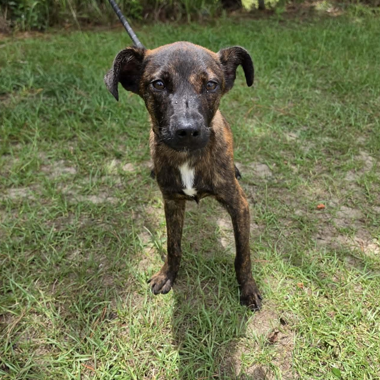 Enlarge Axel, a Adoptable mixed breed in Waterford, MI image 5/6