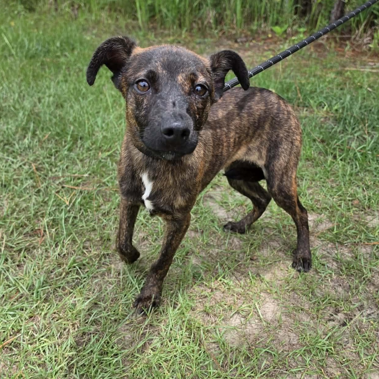Enlarge Axel, a Adoptable mixed breed in Waterford, MI image 1/6