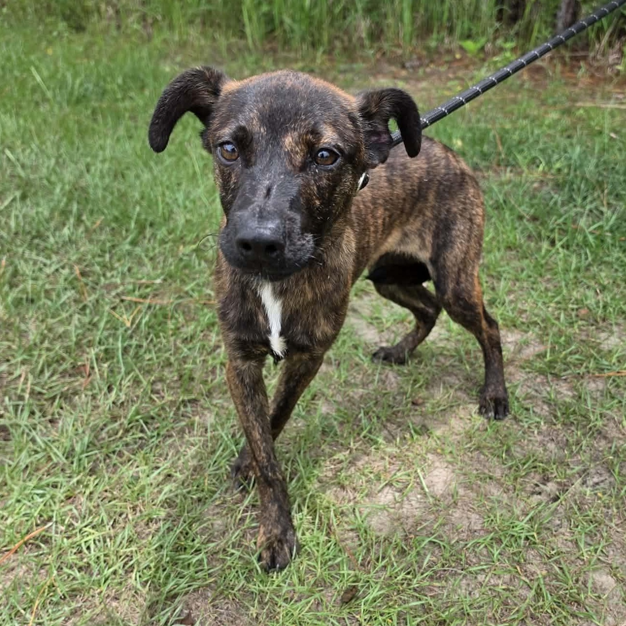 Enlarge Axel, a Adoptable mixed breed in Waterford, MI image 6/6