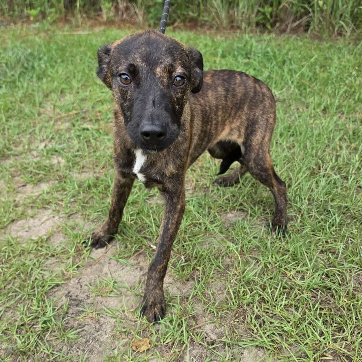 Enlarge Axel, a Adoptable mixed breed in Waterford, MI image 2/6