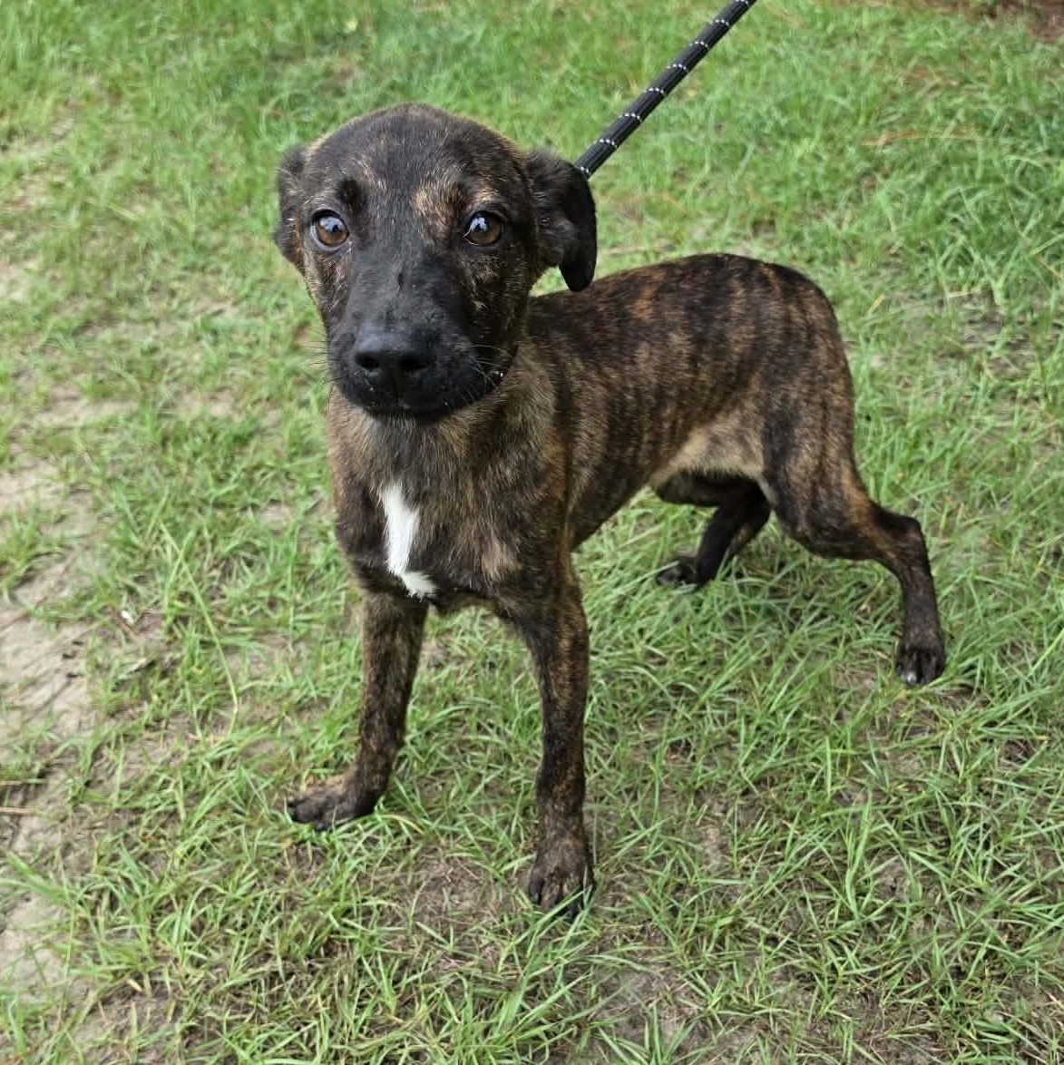 Enlarge Axel, a Adoptable mixed breed in Waterford, MI image 4/6