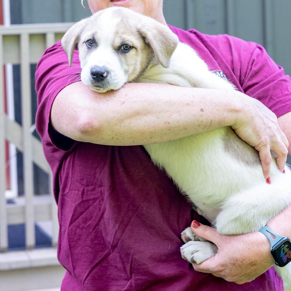 Enlarge Trouble  (Male)    Avail  5/23, an adopted mixed breed in West Grove, PA image 2/5