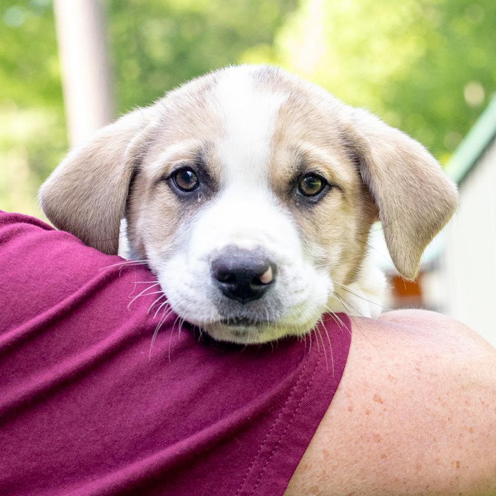 Enlarge Trouble  (Male)    Avail  5/23, an adopted mixed breed in West Grove, PA image 4/5
