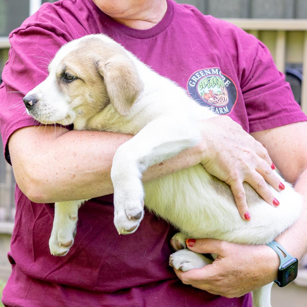Enlarge Trouble  (Male)    Avail  5/23, an adopted mixed breed in West Grove, PA image 5/5