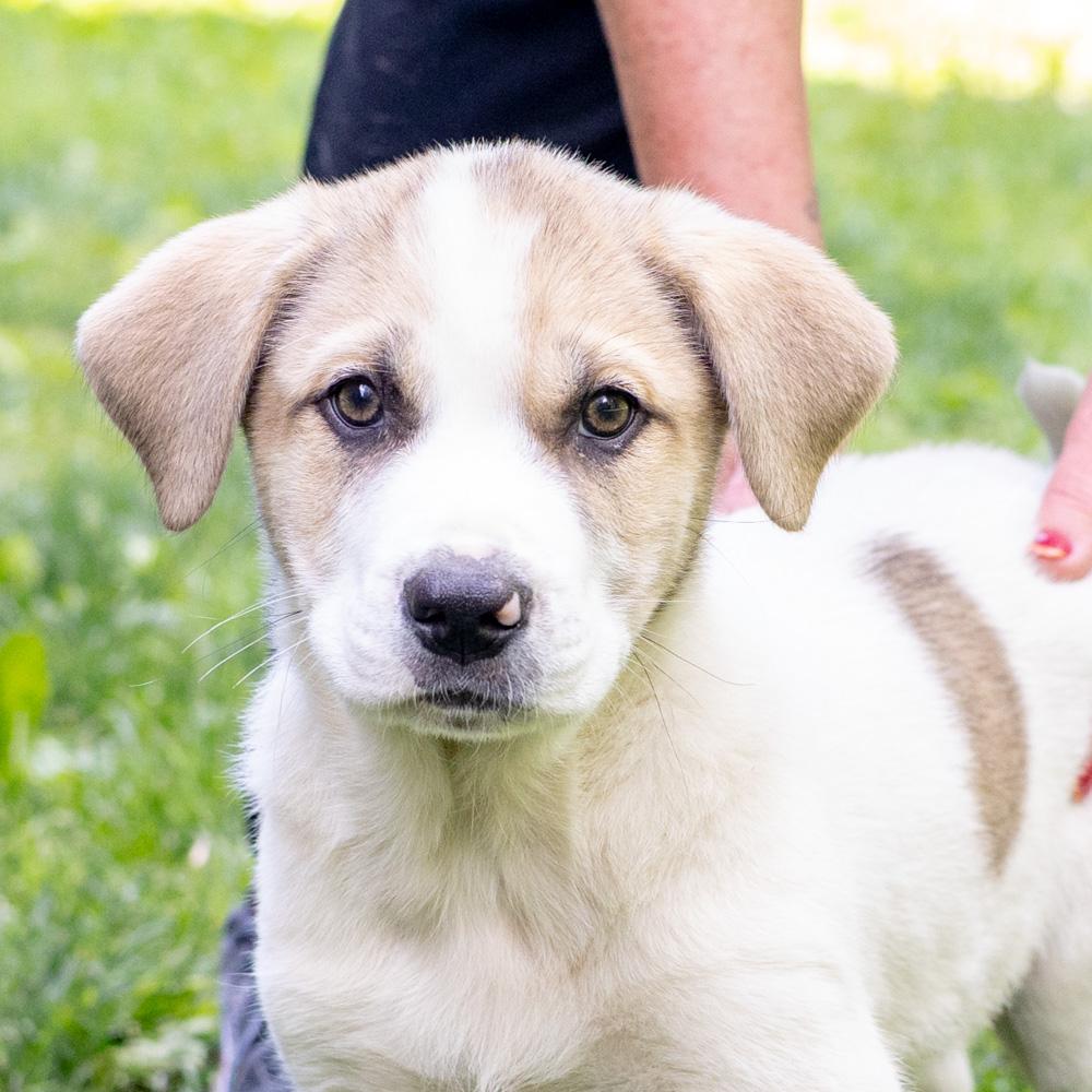 Trouble (Male) Avail 5/23, adopted, Puppy Male Saint Bernard & Beagle.