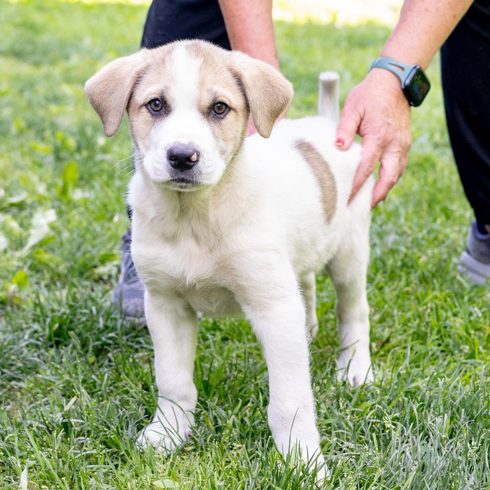 Enlarge Trouble  (Male)    Avail  5/23, an adopted mixed breed in West Grove, PA image 3/5