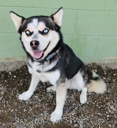 Fonzie, an adoptable Husky in Butte, MT, 59701 | Photo Image 1