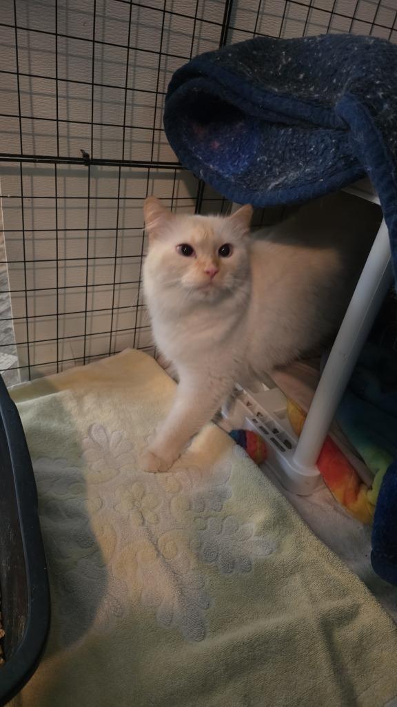 Enlarge Milo, a Adoptable mixed breed in Shell Lake, WI image 1/1