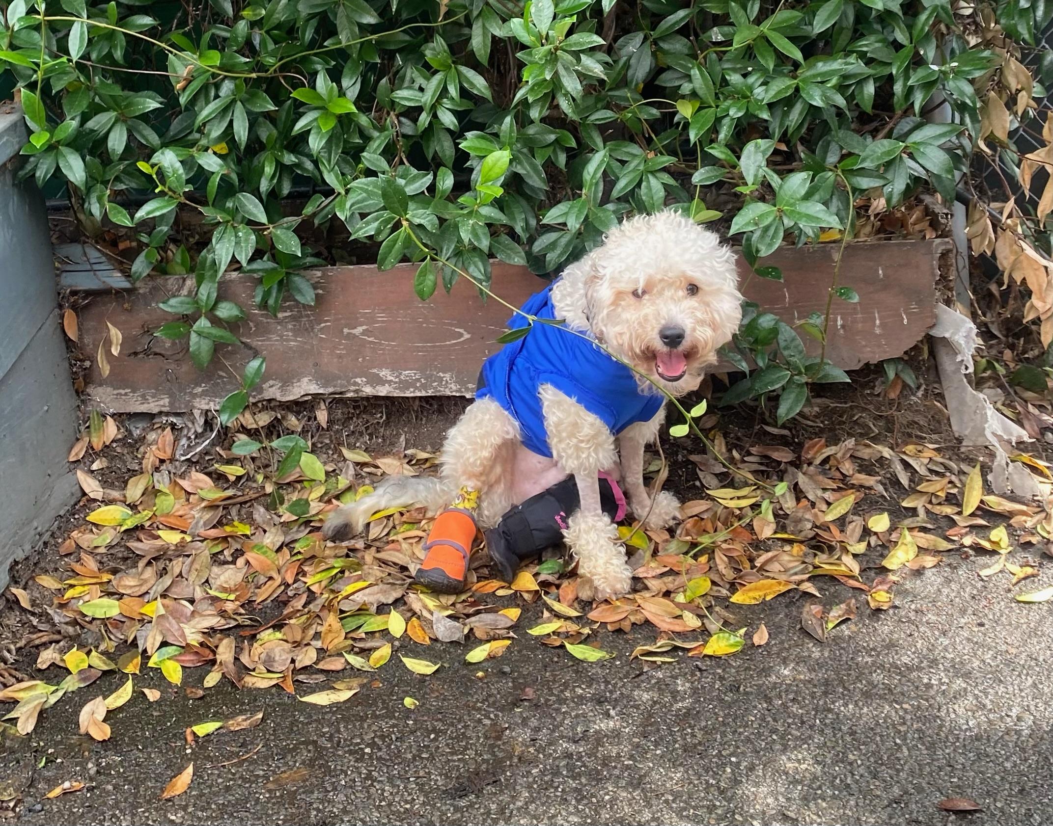 Enlarge Ozzy, an adopted mixed breed in Los Angeles, CA image 2/3