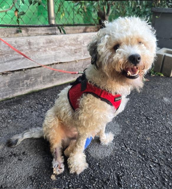 Enlarge Ozzy, an adopted mixed breed in Los Angeles, CA image 3/3