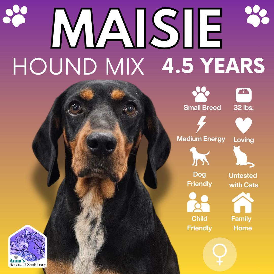 Maisie, adopted, Adult Female Hound.