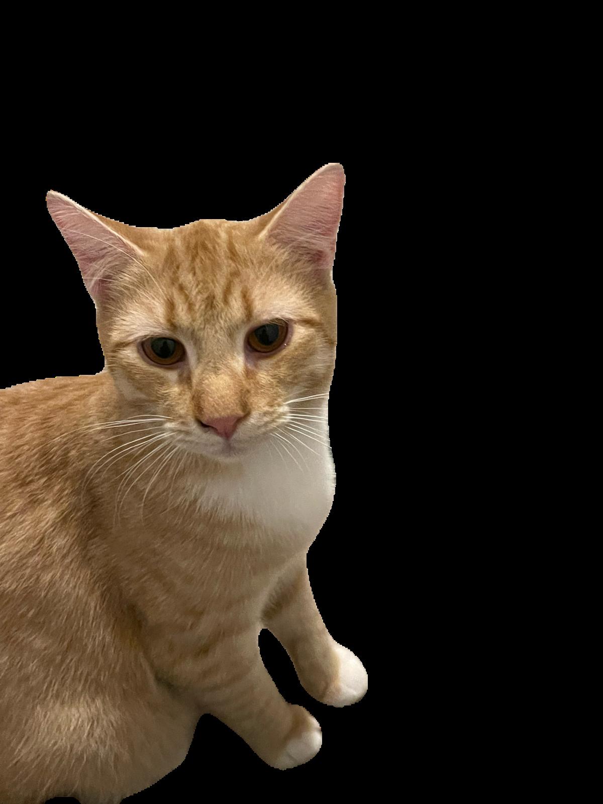 Enlarge Cam, a Adoptable Domestic Medium Hair in Asher, OK image 4/4