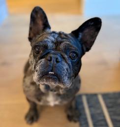 Cookie Crisp, Adopted, Adult Female French Bulldog.