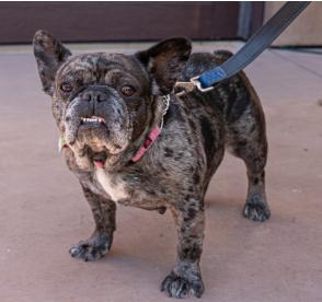 Enlarge Cookie Crisp, a Adopted French Bulldog in encinitas, CA image 3/6