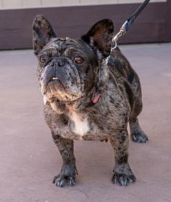 Enlarge Cookie Crisp, a Adopted French Bulldog in encinitas, CA image 5/6