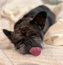 Enlarge Cookie Crisp, a Adopted French Bulldog in encinitas, CA image 6/6