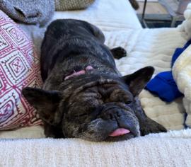Enlarge Cookie Crisp, a Adopted French Bulldog in encinitas, CA image 4/6