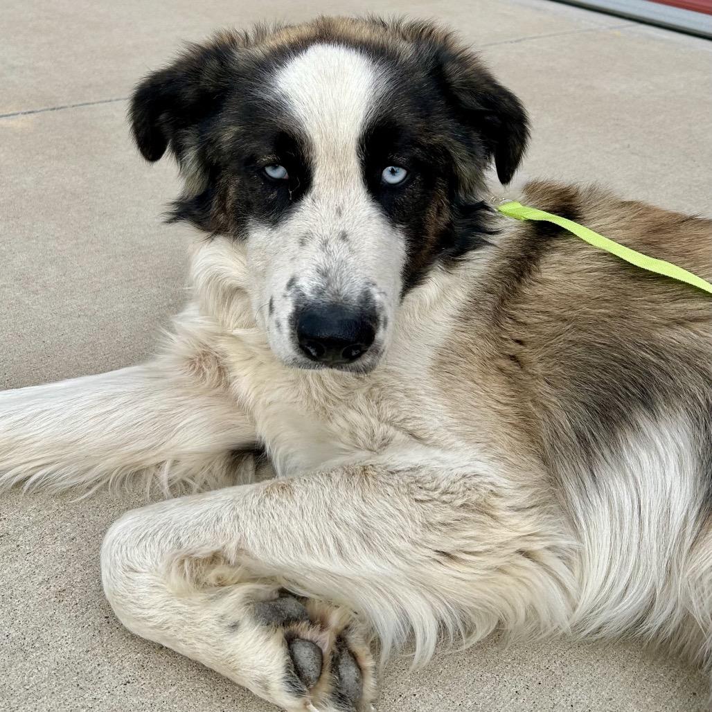 Enlarge Moose, a Adoptable mixed breed in Peculiar, MO image 1/6
