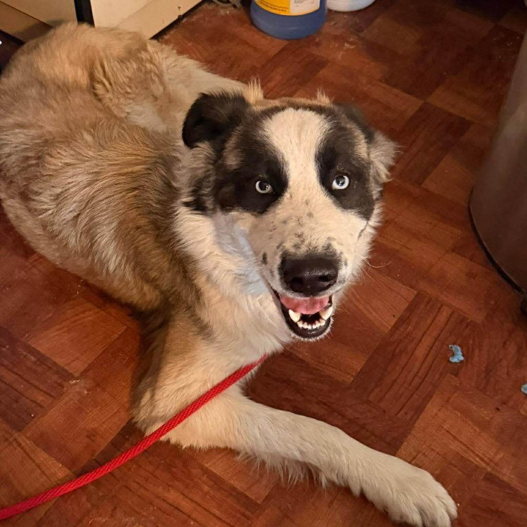 Enlarge Moose, a Adoptable mixed breed in Peculiar, MO image 2/6