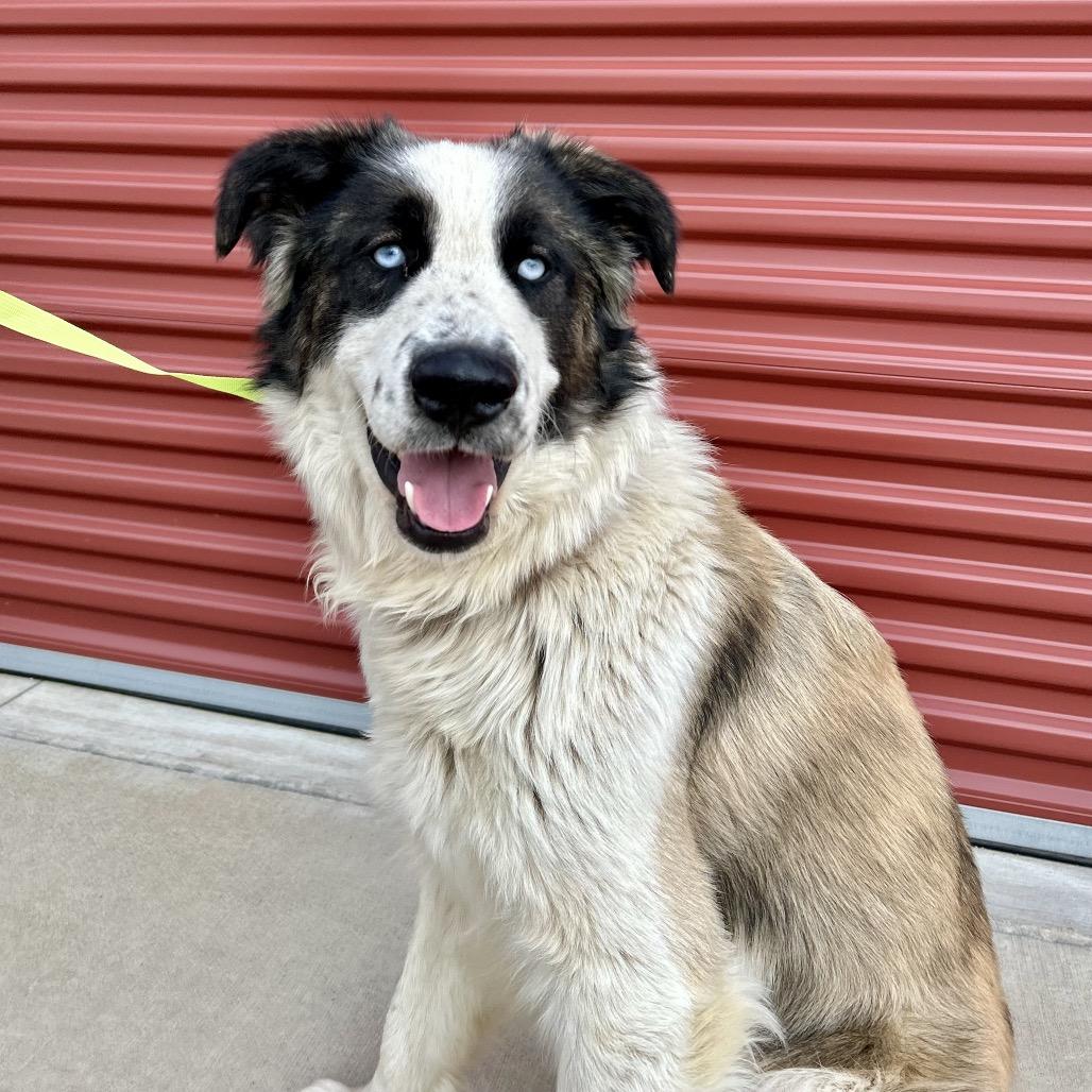 Enlarge Moose, a Adoptable mixed breed in Peculiar, MO image 3/6