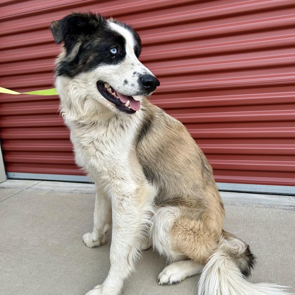Enlarge Moose, a Adoptable mixed breed in Peculiar, MO image 4/6