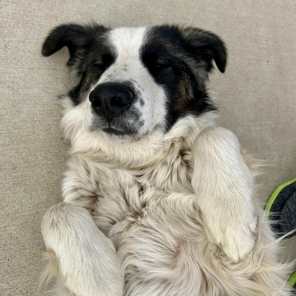 Enlarge Moose, a Adoptable mixed breed in Peculiar, MO image 5/6