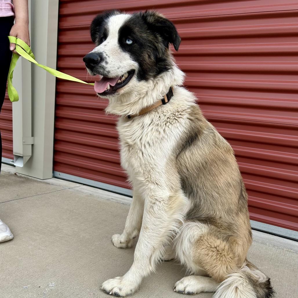 Enlarge Moose, a Adoptable mixed breed in Peculiar, MO image 6/6