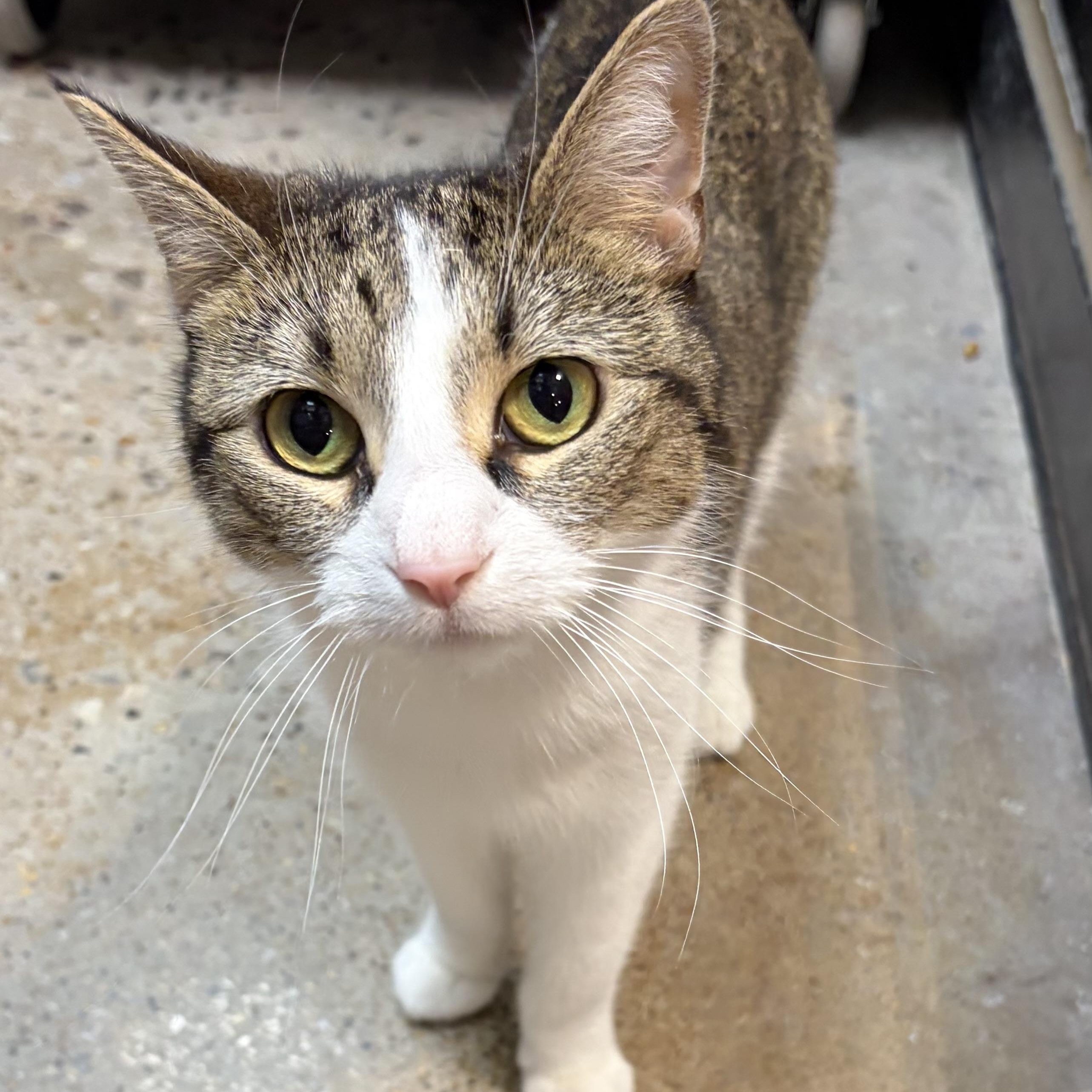Enlarge Naomi, a ADOPTABLE Domestic Short Hair in Nashville, TN image 1/1