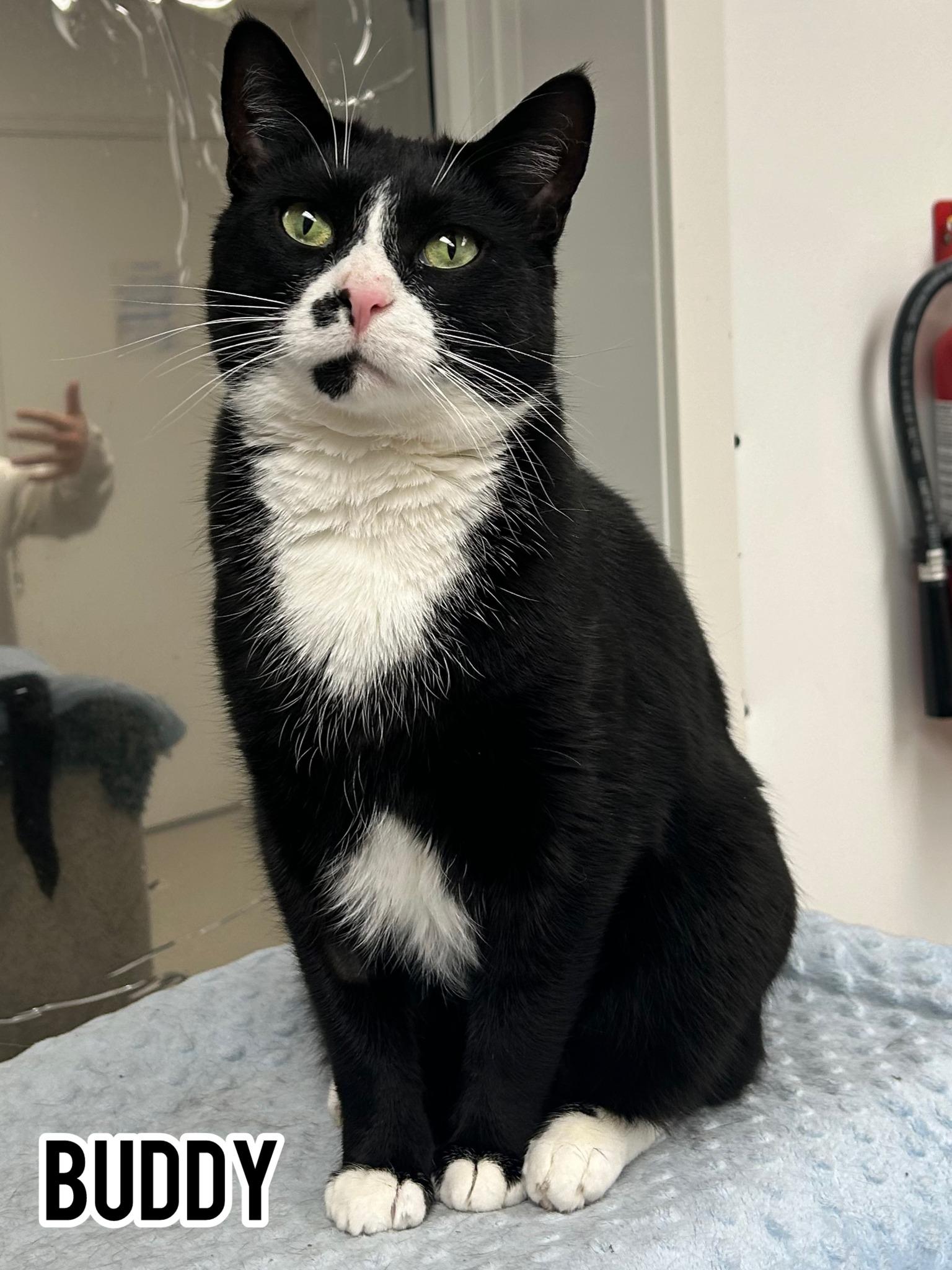 Enlarge Buddy, a Adoptable Domestic Short Hair in Dauphin, MB image 1/1