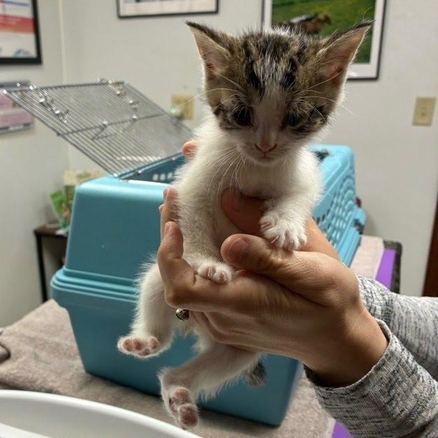 Bubbles, Adoptable, Kitten Female Domestic Short Hair.