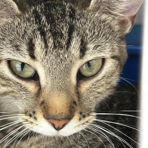 Enlarge Olive, a Adoptable American Shorthair in Poplar Bluff, MO image 1/1
