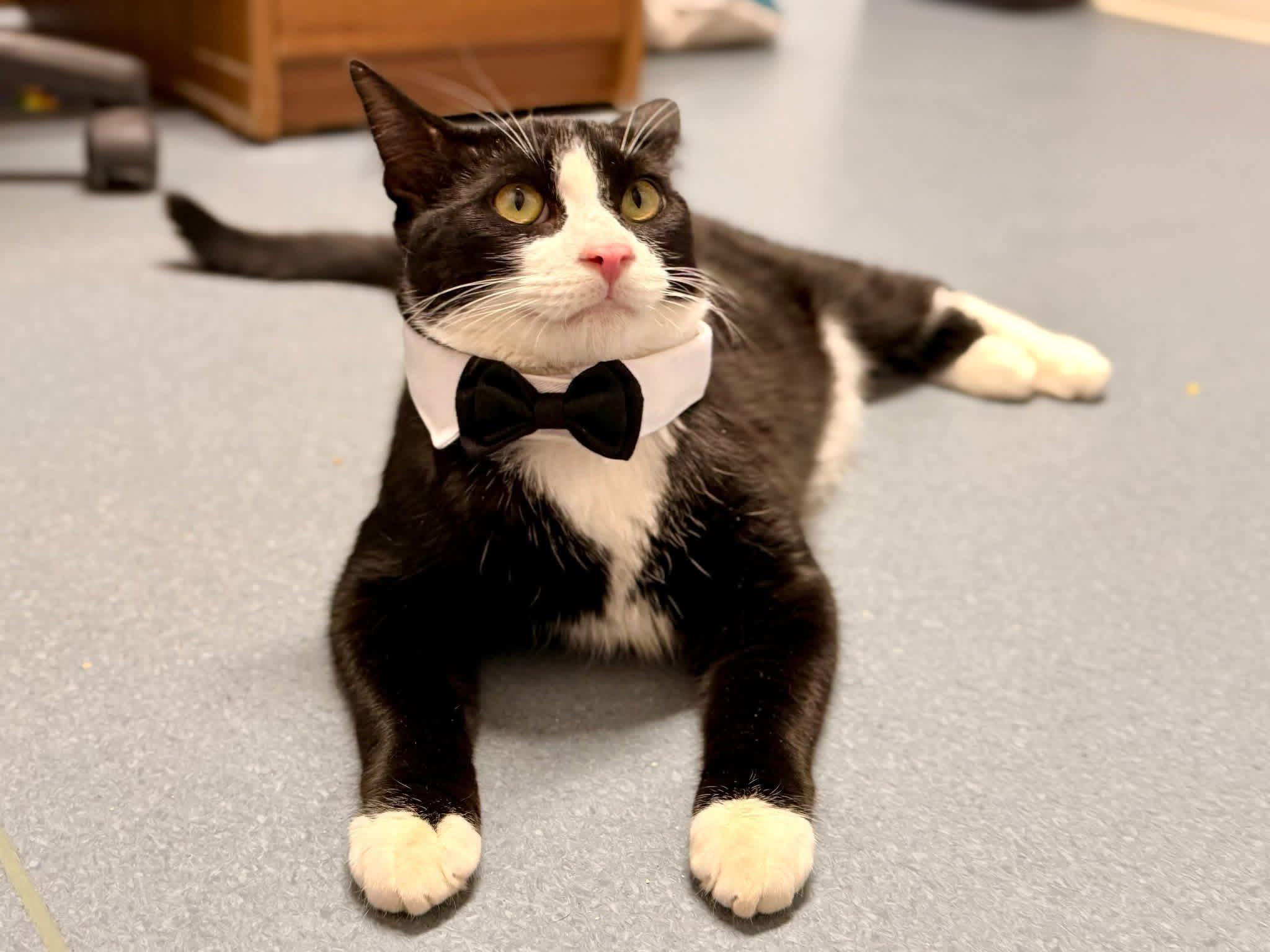 Marty, Adoptable, Adult Male Domestic Short Hair.