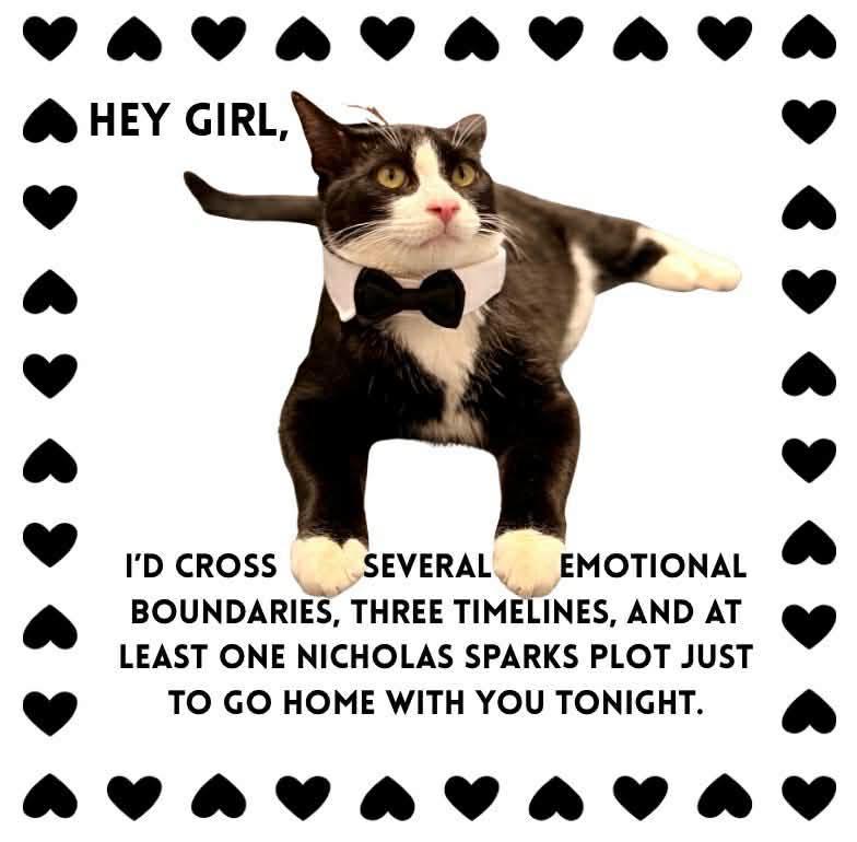 Marty, ADOPTABLE, Young Male Domestic Short Hair.