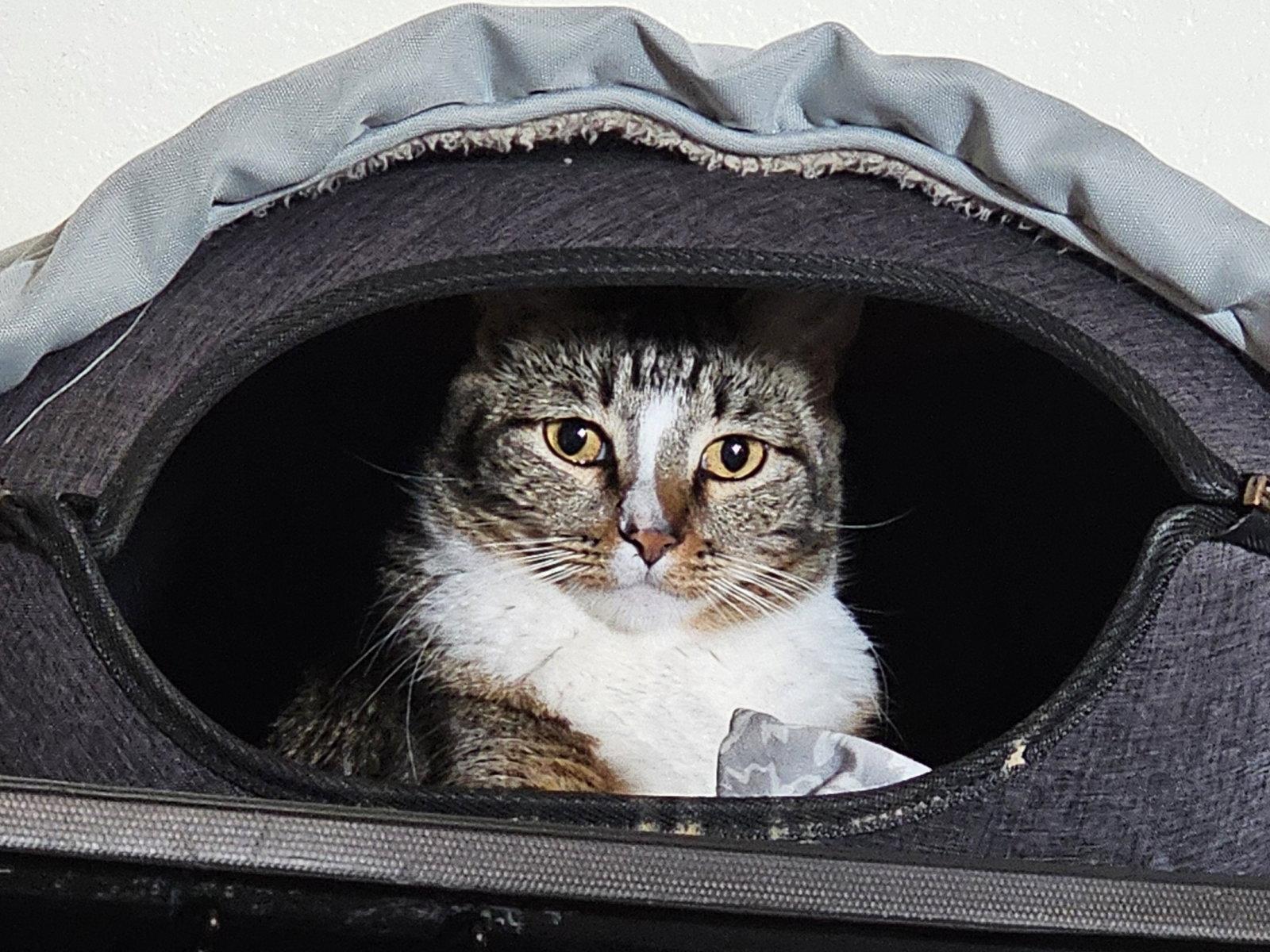 Enlarge Hubble, a Adopted Domestic Short Hair in Mission Viejo, CA image 1/3