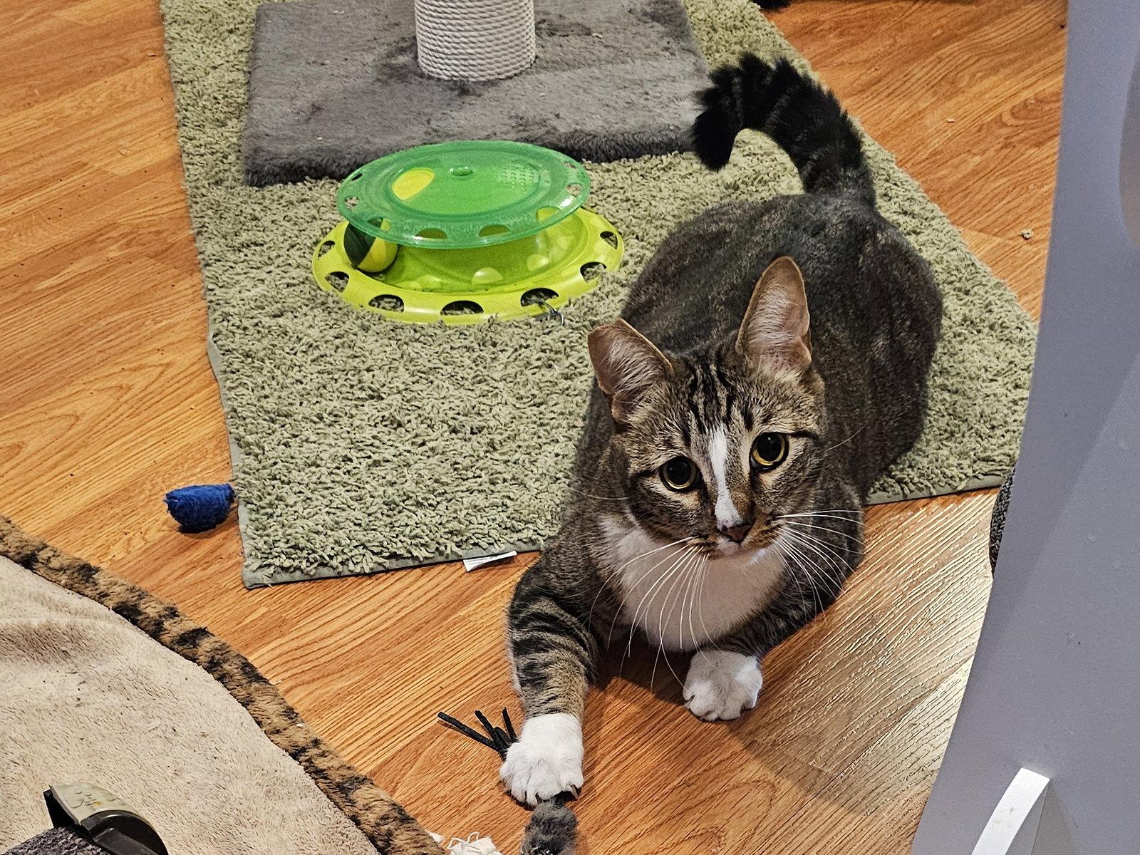 Enlarge Hubble, a Adopted Domestic Short Hair in Mission Viejo, CA image 2/3