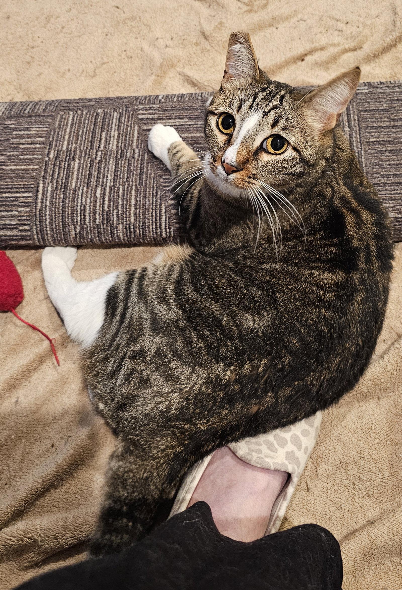 Enlarge Hubble, a Adopted Domestic Short Hair in Mission Viejo, CA image 3/3