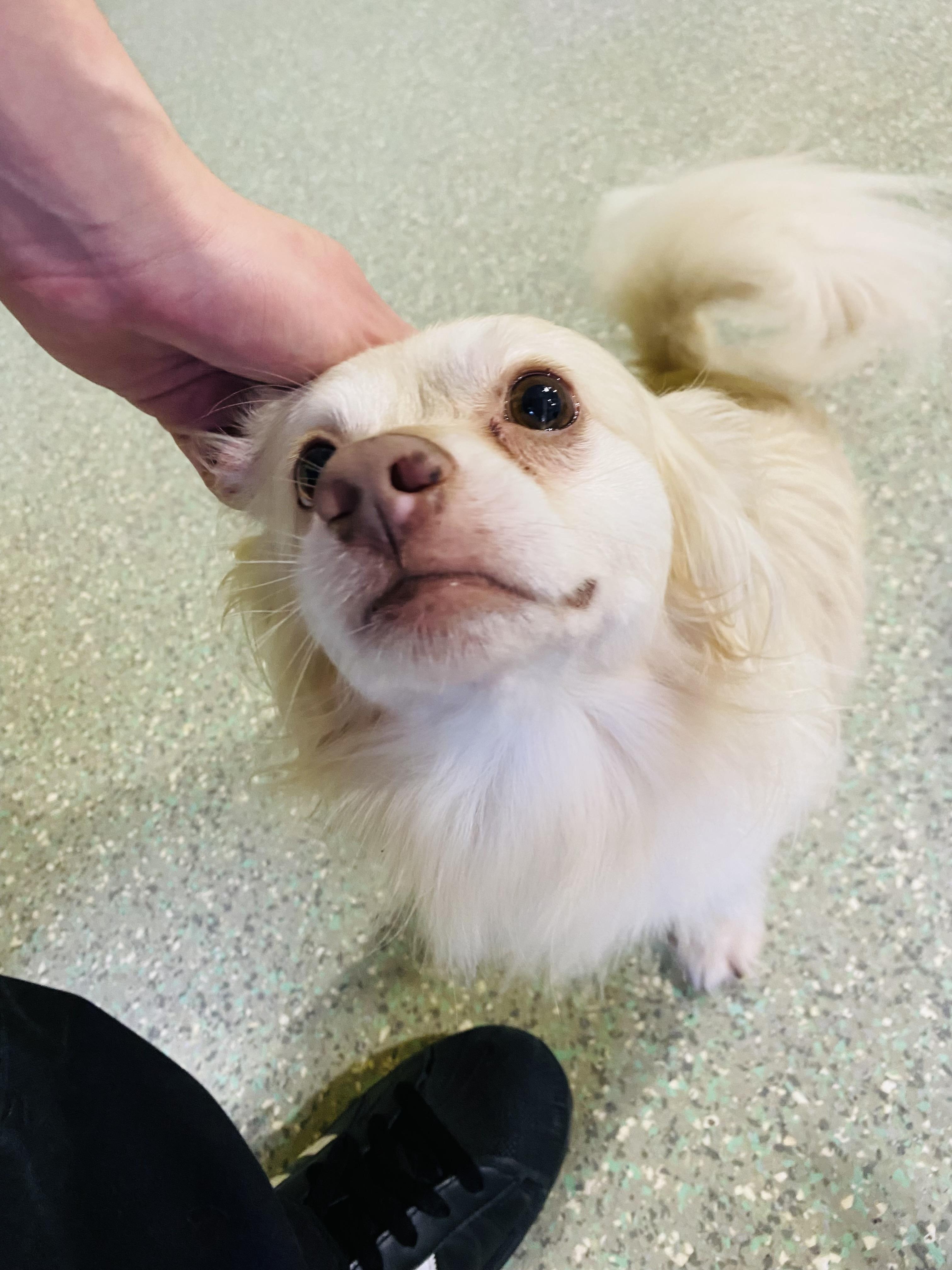 Enlarge Winston, a Adoptable mixed breed in Rancho Santa Margarita, CA image 2/4