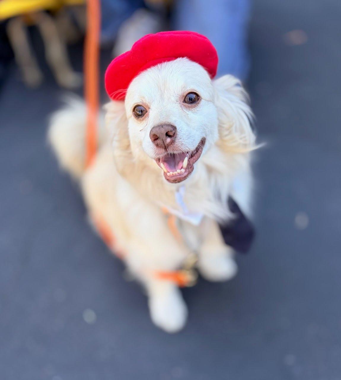 Winston, an adoptable mixed breed in Rancho Santa Margarita, CA image 6/6