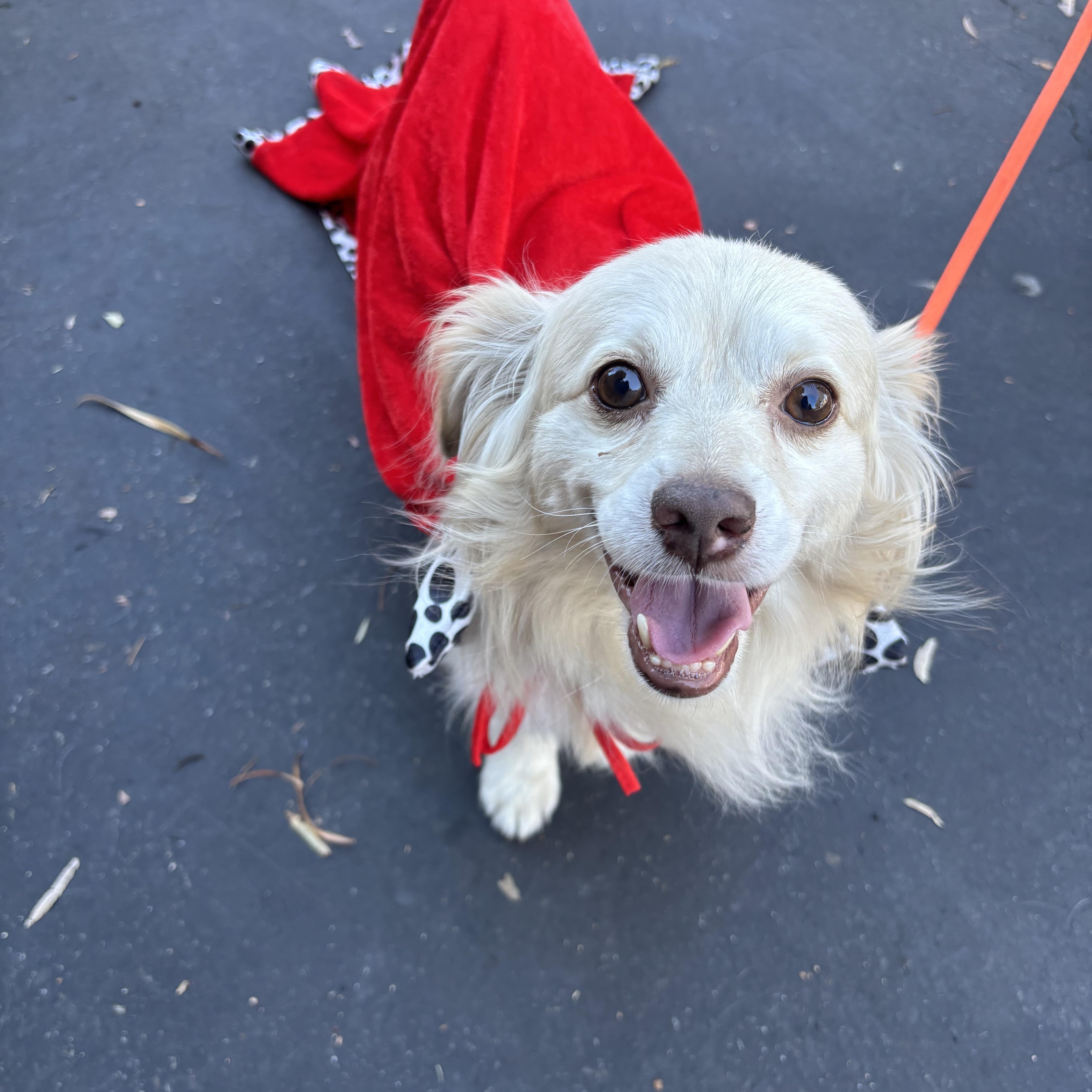 Winston, an adoptable mixed breed in Rancho Santa Margarita, CA image 1/6