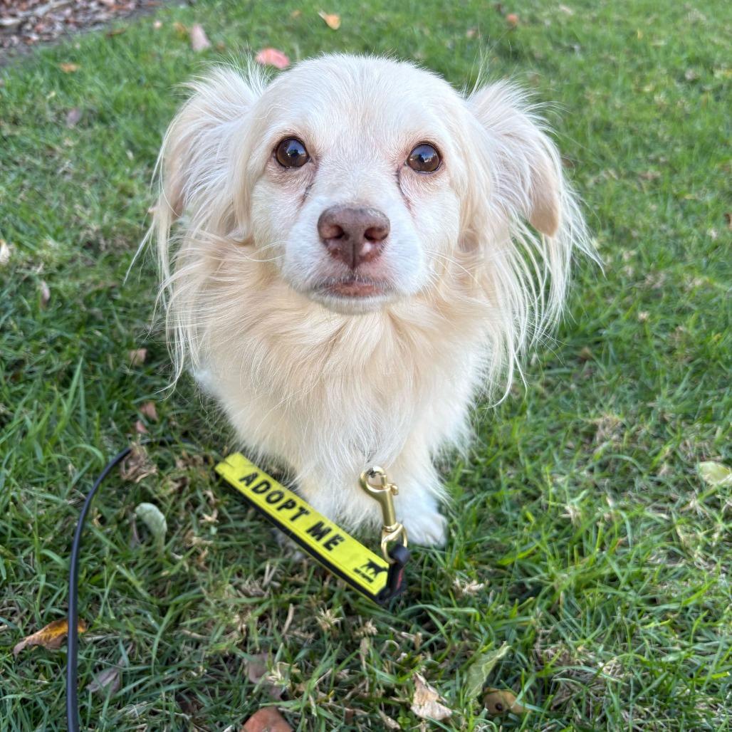 Enlarge Winston, a Adoptable mixed breed in Rancho Santa Margarita, CA image 1/1