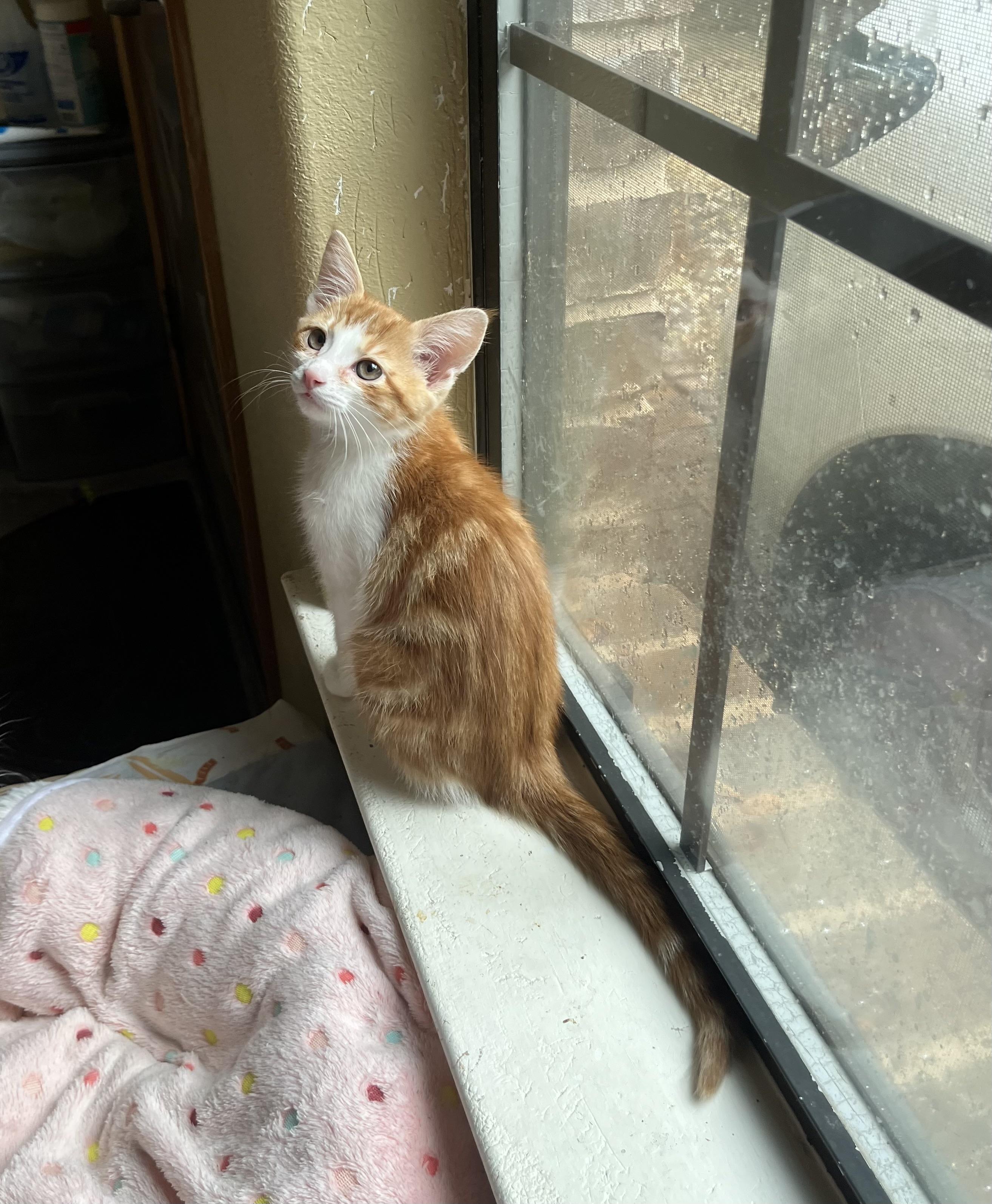 Enlarge Simon, a Adoptable mixed breed in Hillsboro, TX image 3/6