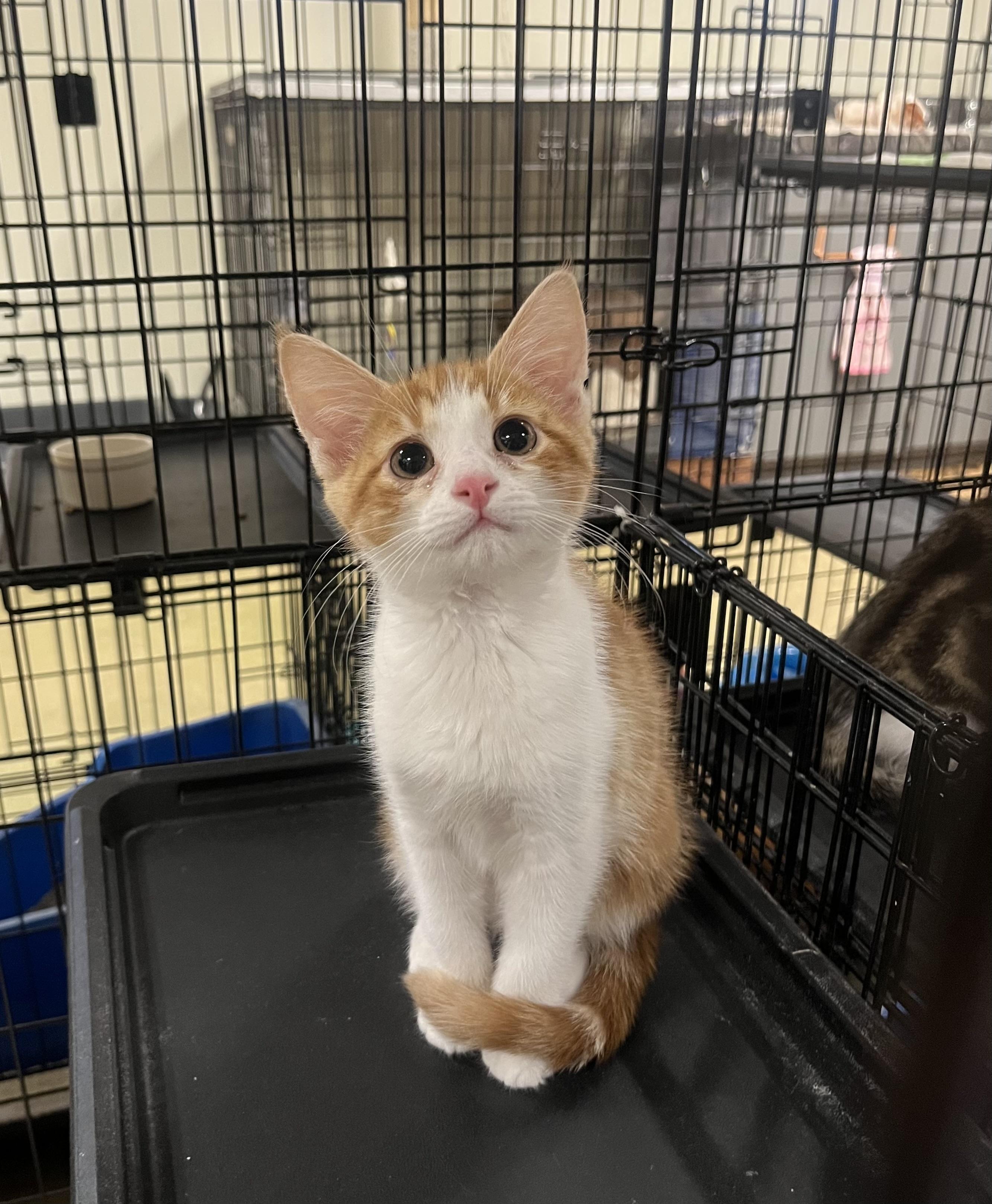 Enlarge Simon, a Adoptable mixed breed in Hillsboro, TX image 1/6