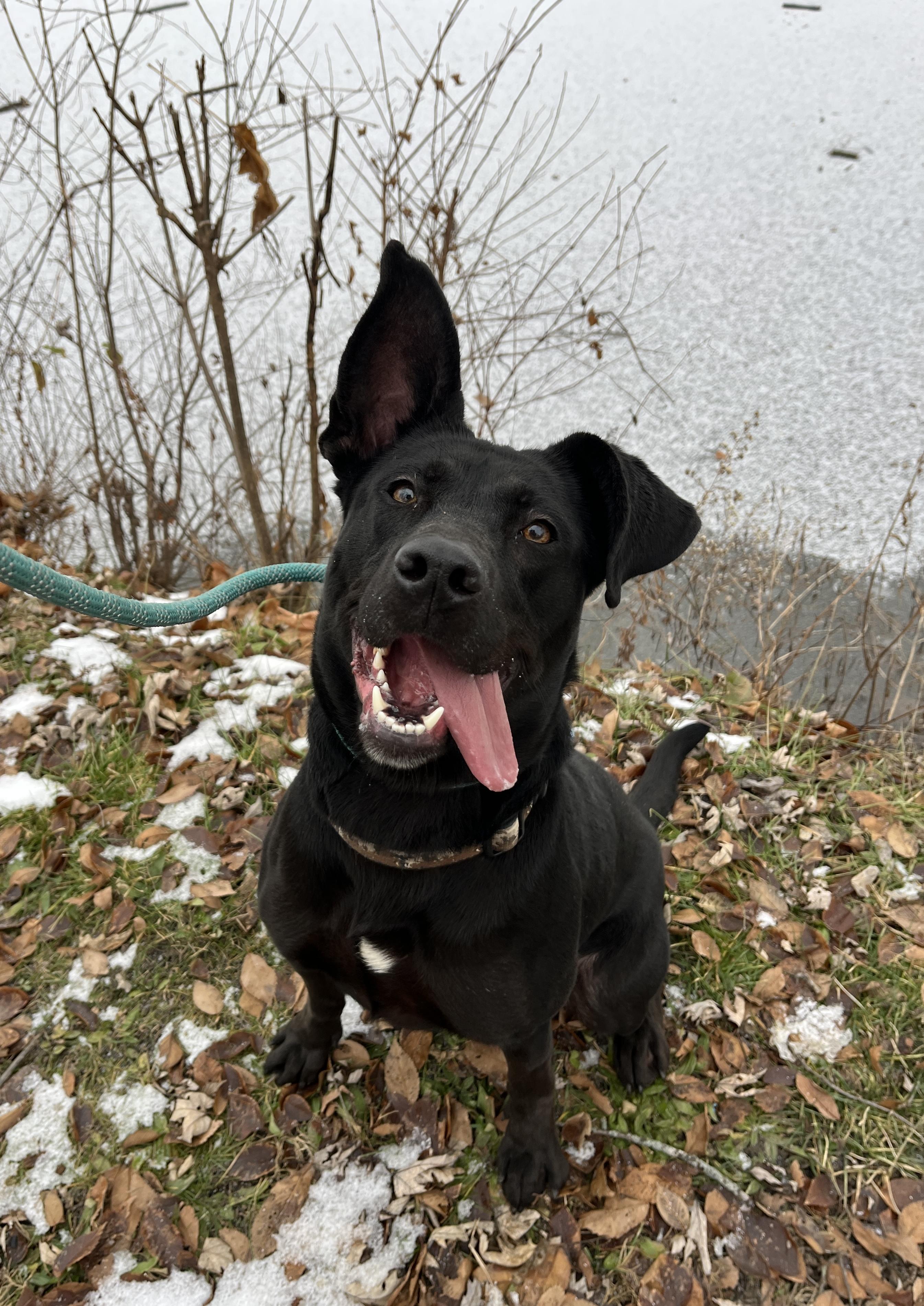 Enlarge Leah AVAILABLE, a Adoptable mixed breed in Canton, OH image 1/5