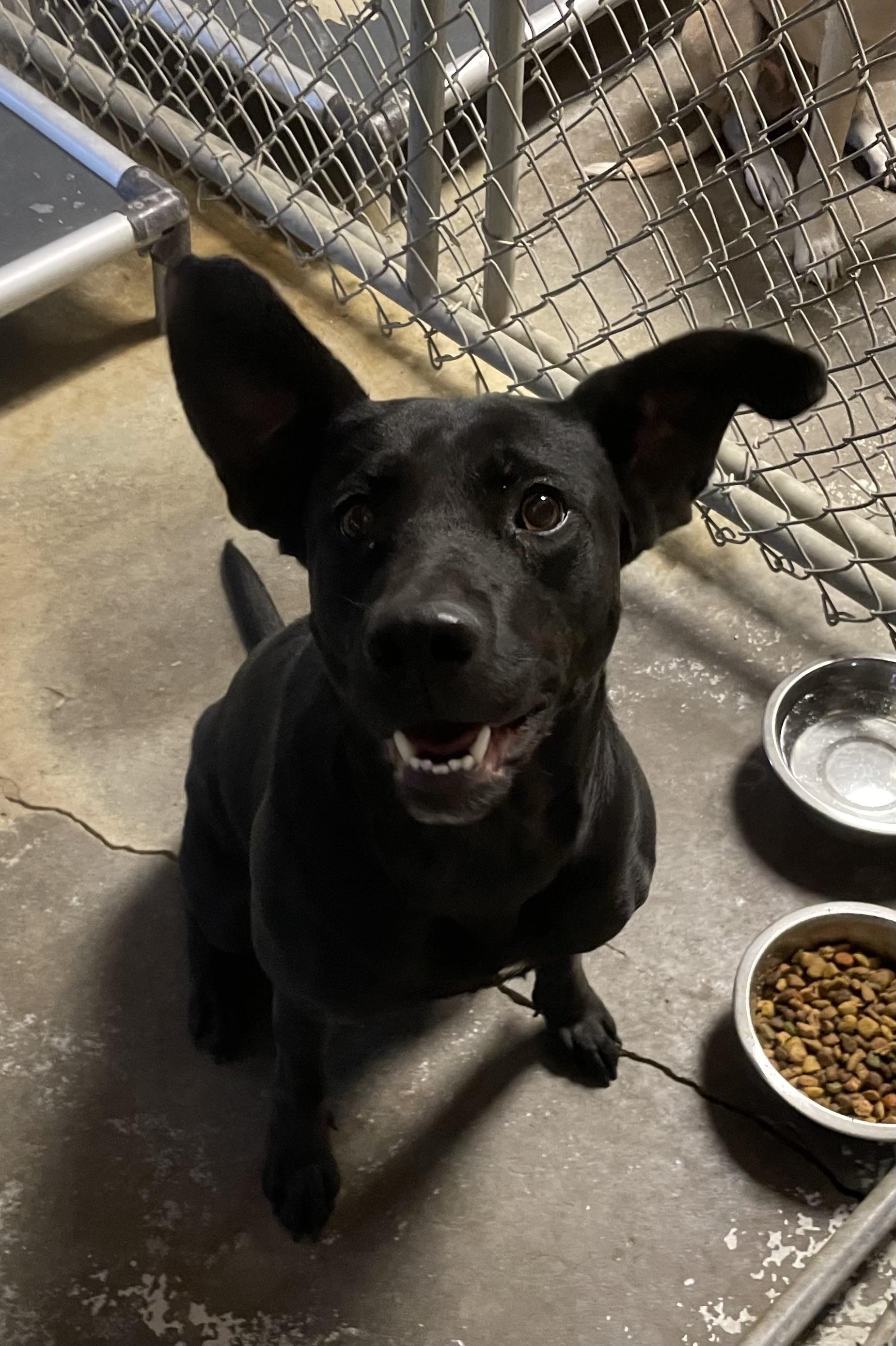 Enlarge Leah AVAILABLE, a Adoptable Pit Bull Terrier in Canton, OH image 2/4