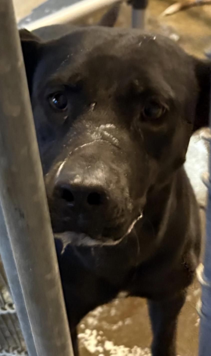 Enlarge Leah AVAILABLE, a Adoptable Pit Bull Terrier in Canton, OH image 4/4