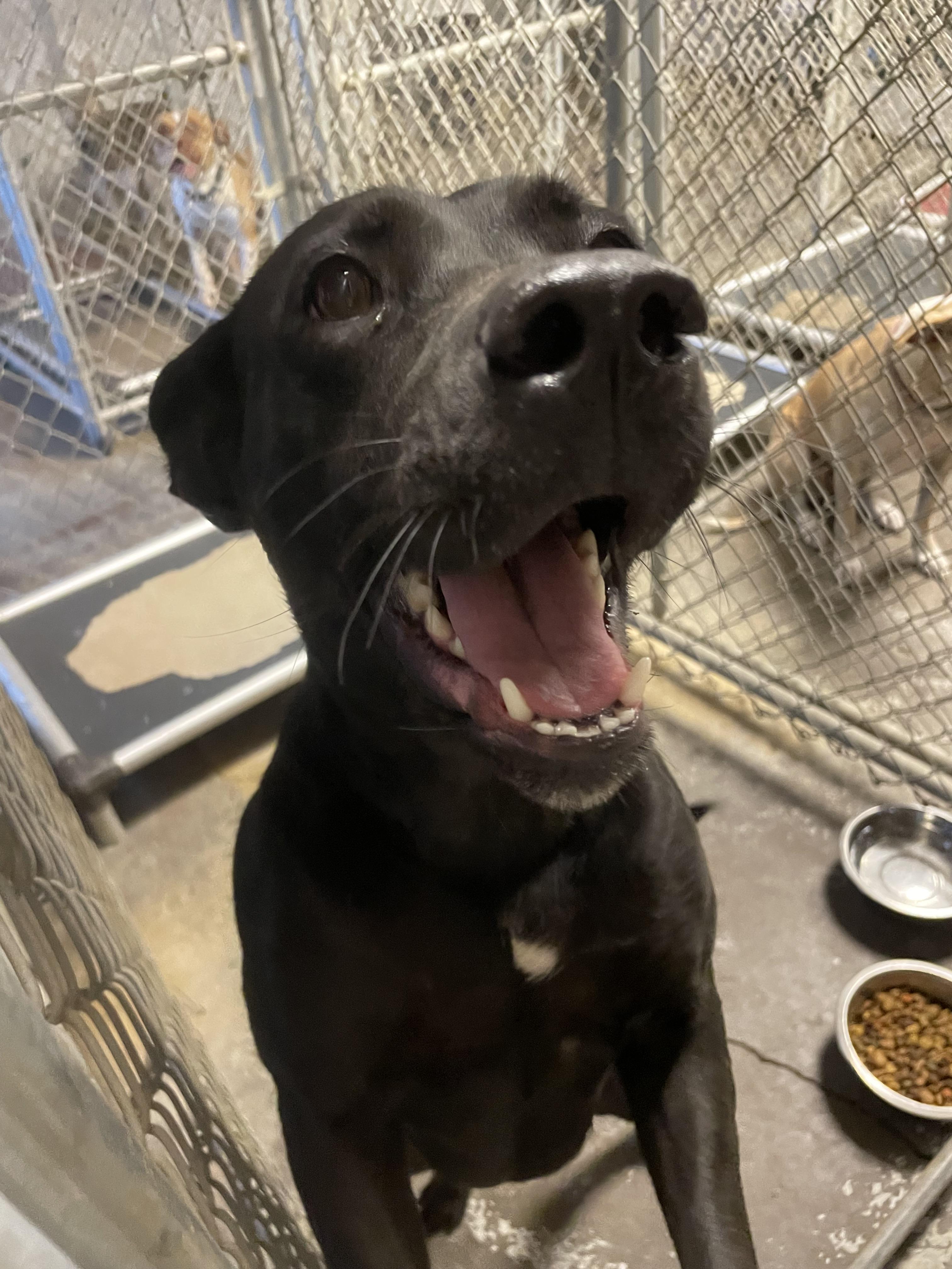 Enlarge Leah AVAILABLE, a Adoptable Pit Bull Terrier in Canton, OH image 3/4