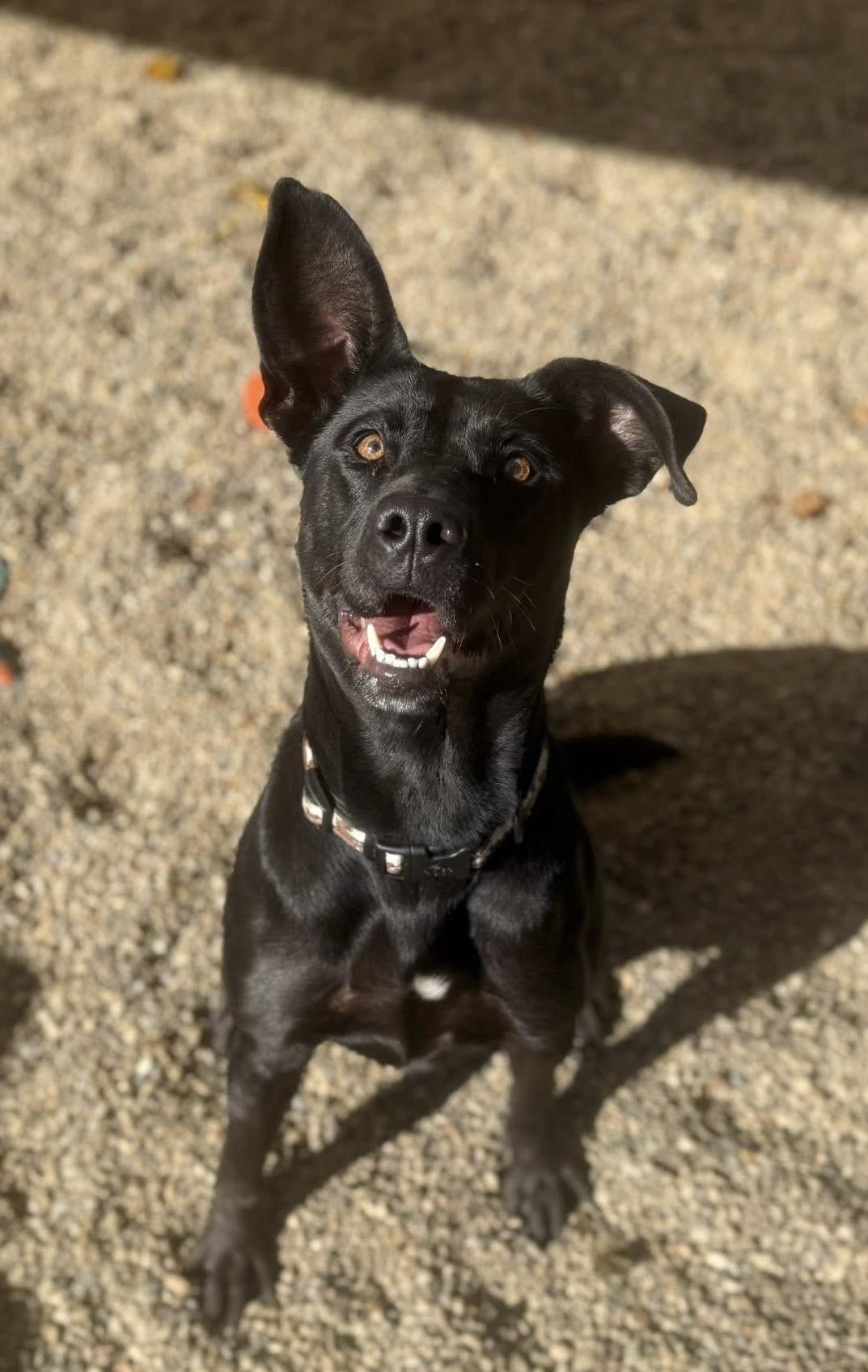 Enlarge Leah AVAILABLE, a Adoptable Pit Bull Terrier in Canton, OH image 1/4